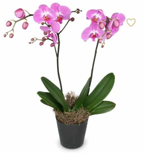 Blumen Bern Phalenopsis im Topf lila Orchidee Pflanze
