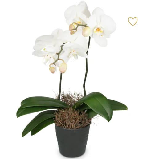 Ein schöne weisse gut riechende Orchidee